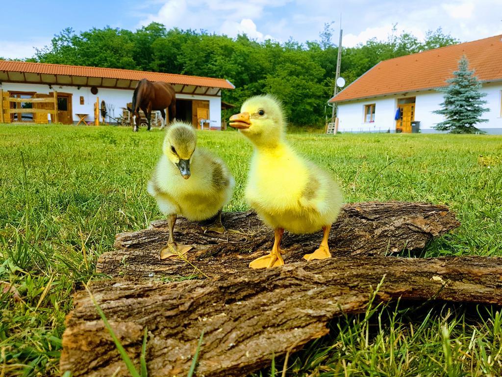 Отель Akacliget Vendeghaz Es Major Ofeherto Экстерьер фото
